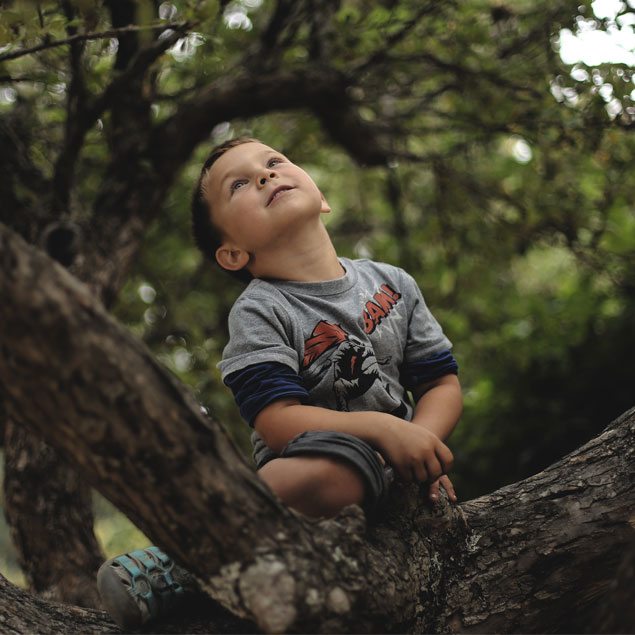 a young boy climbing a tree