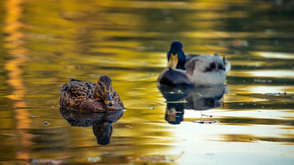 A mallard and female duck swimming in a pond
